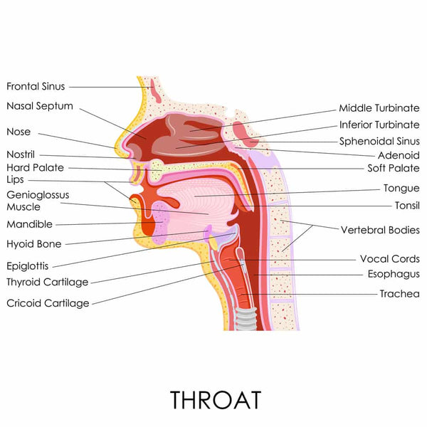 Sore Throat Formula - Botanica Medicines